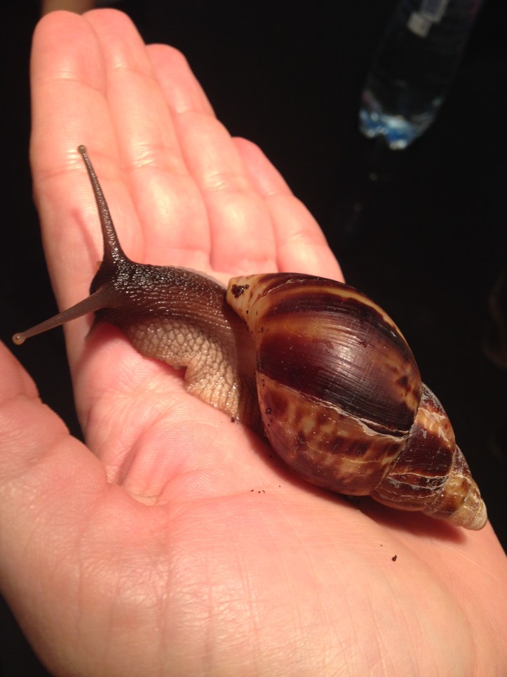 Pet relocation - how easy do you think it is to relocate a fish, a hamster and a snail? Relocation to UK continued on TinyExpats.com