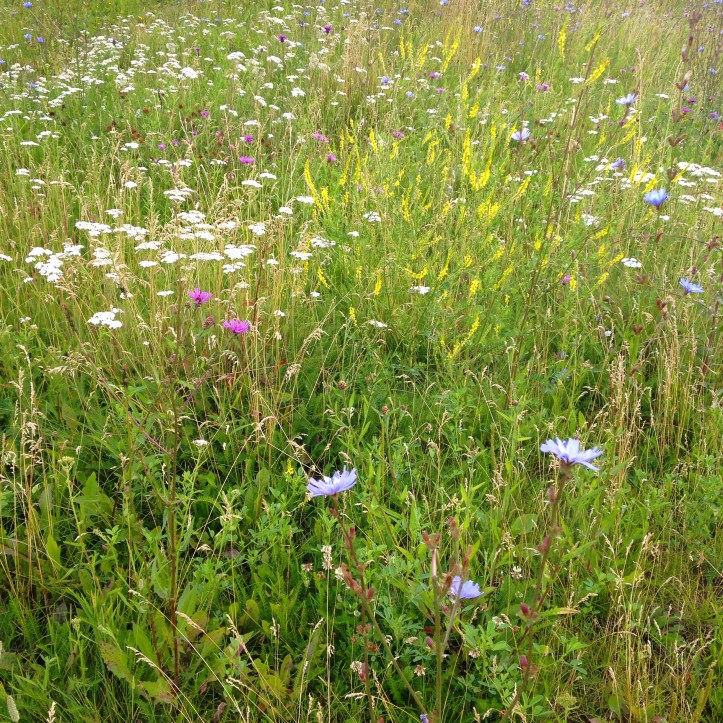 Travelling to Moscow - a totally unplanned week with friends, family and dogs. Follow our journey on TinyExpats.com!