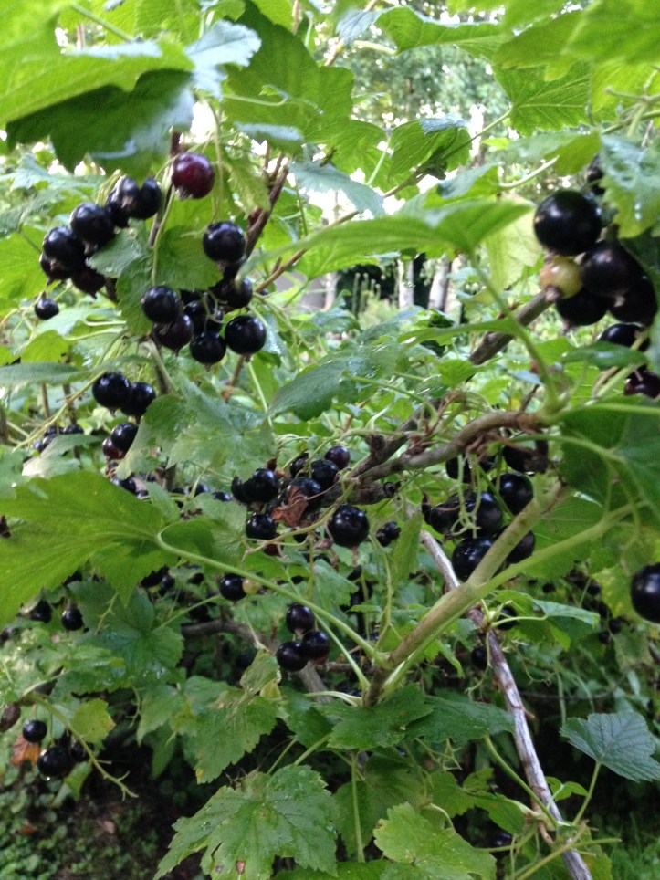 Travelling to Moscow - a totally unplanned week with friends, family and dogs. Follow our journey on TinyExpats.com!