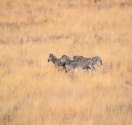 Show Your World link up - share your posts about interesting places around the world and be featured on TinyExpats!