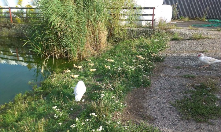 Apolenka - a mini zoo for kids and a horse rehabilitation nearby Pardubice, CZ