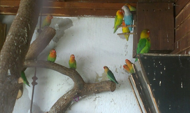 Apolenka - a mini zoo for kids and a horse rehabilitation nearby Pardubice, CZ