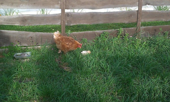 Apolenka - a mini zoo for kids and a horse rehabilitation nearby Pardubice, CZ