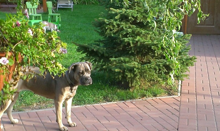 Apolenka - a mini zoo for kids and a horse rehabilitation nearby Pardubice, CZ