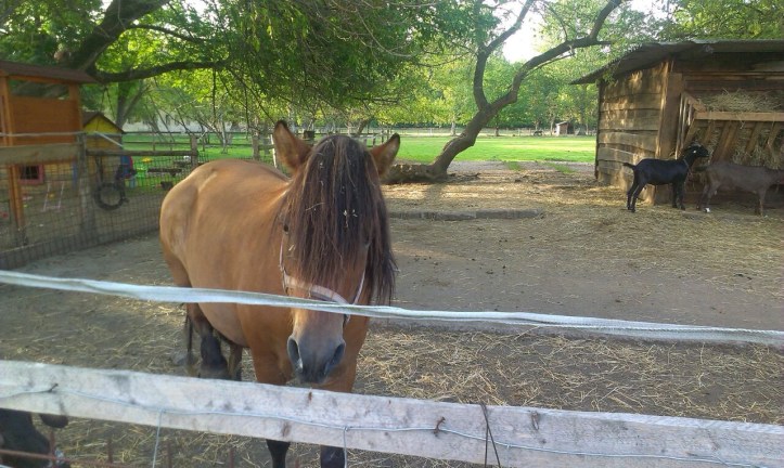 Apolenka - a mini zoo for kids and a horse rehabilitation nearby Pardubice, CZ