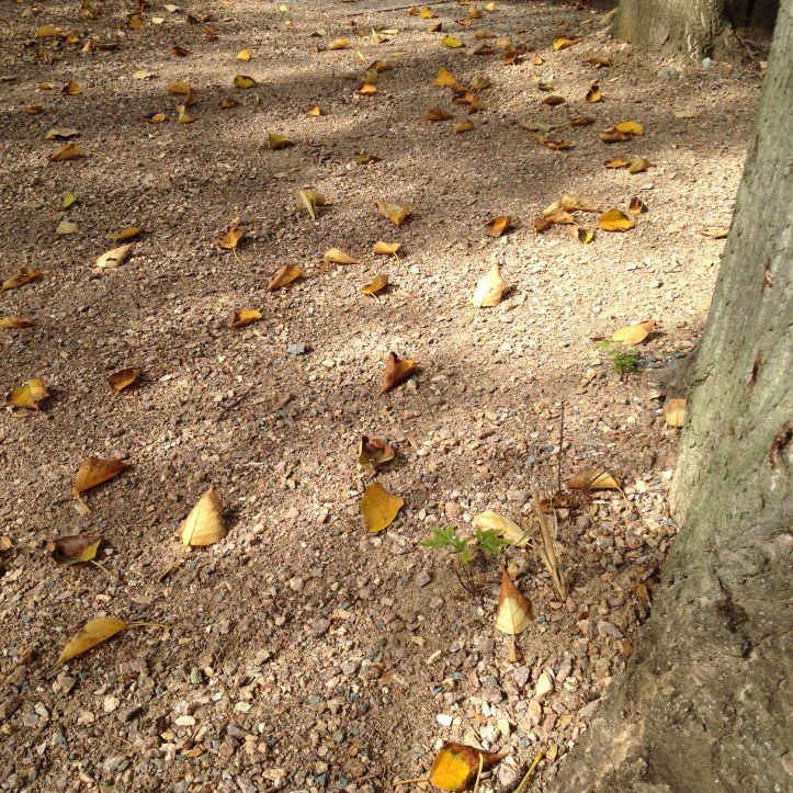 Join us on a walk around Park na Špici in Pardubice, CZ. Catching the last days of Indian Summer!